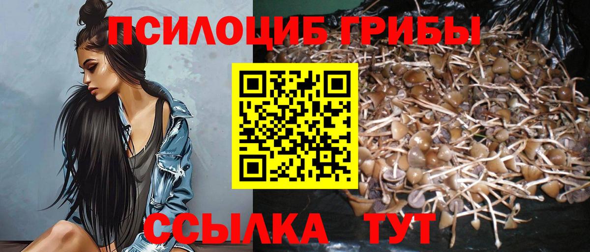 Бердск  Псилоцибиновые грибы Psilocybine cubensis  Вход с VPN 